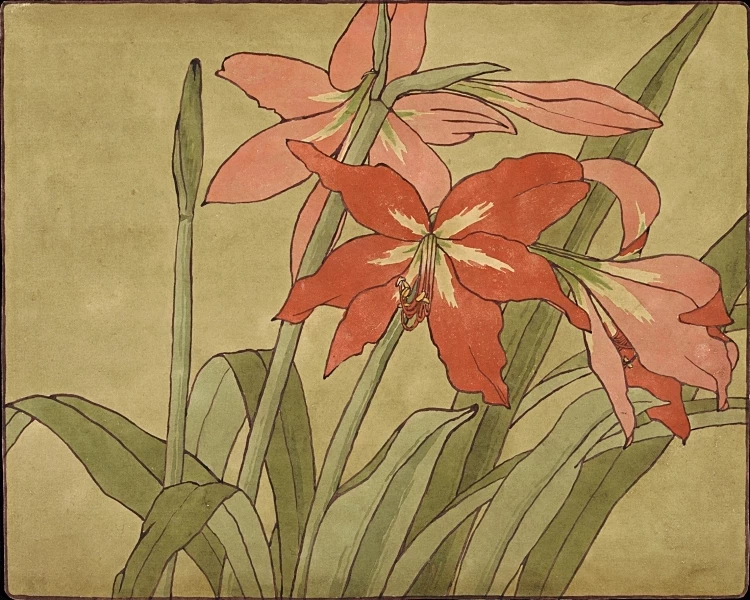 Amaryllis - 1915