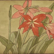 Amaryllis - 1915
