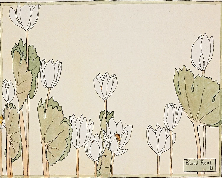 Blodrot - 1915