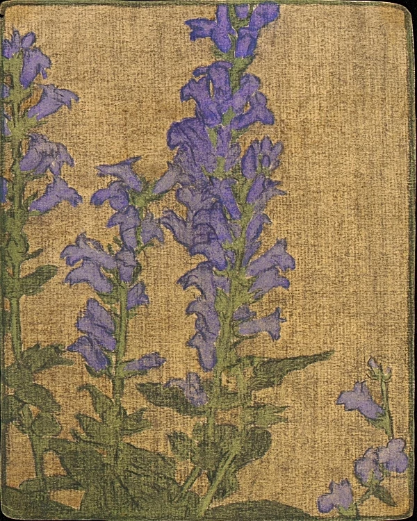 Delphinium - 1915