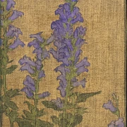 Delphinium - 1915