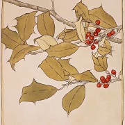 Stechpalme - 1915