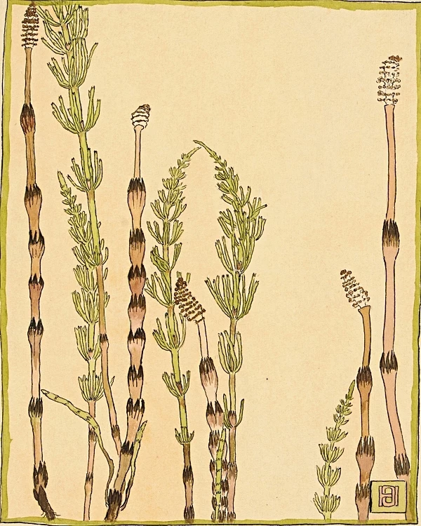 Padderokke - 1915