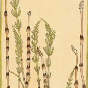 Padderokke - 1915