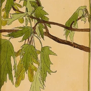 Ahorn - 1915