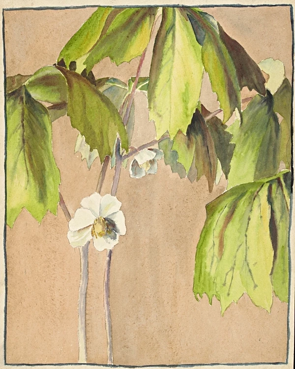 Maiapfel - 1915
