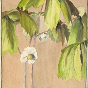 Maiapfel - 1915