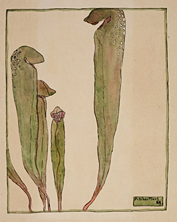 Kandeplante - 1915