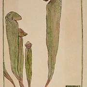 Kandeplante - 1915