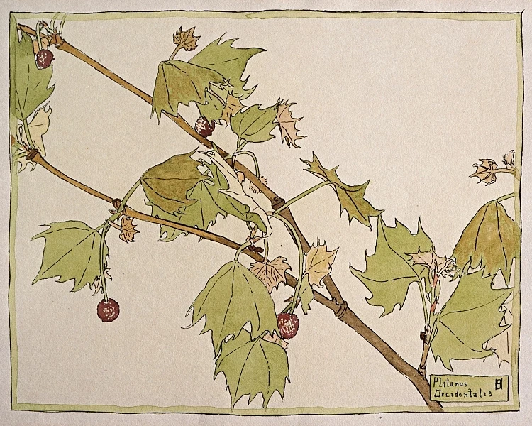 Vestlige Ahorn - 1915