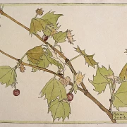 Vestlige Ahorn - 1915