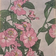 Prärierose - 1915