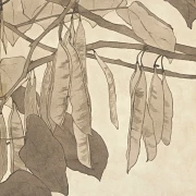 Rote Knospe - 1915