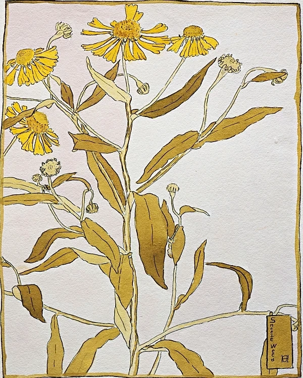 Nieswurz - 1915