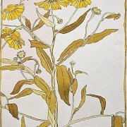 Nieswurz - 1915