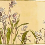 Forårsskønhed - 1915