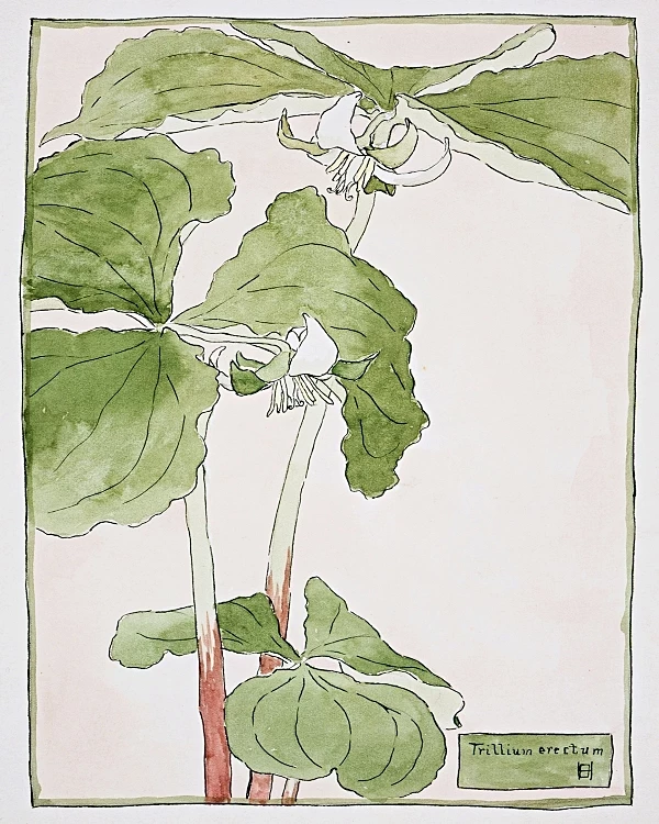 Dreiblatt - 1915