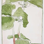 Dreiblatt - 1915