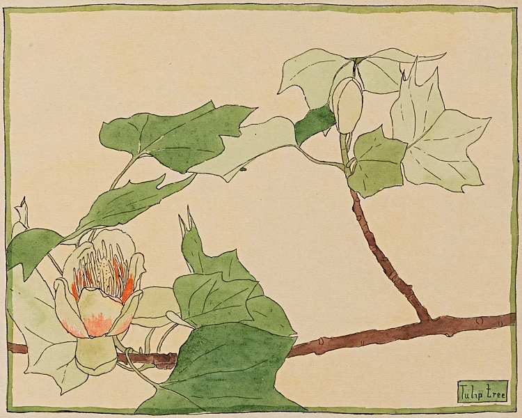 Tulipantræ - 1915