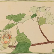 Tulipantræ - 1915