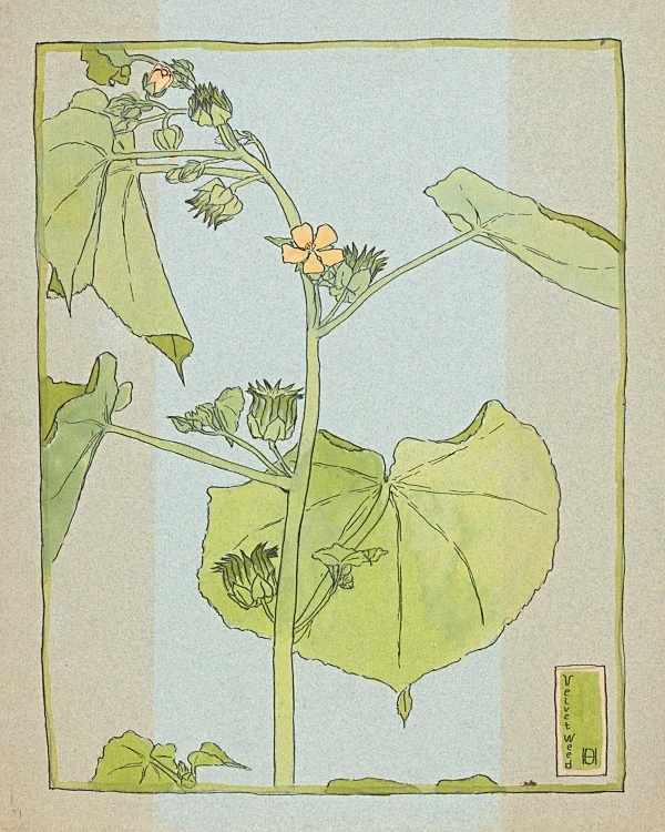 Fløjlsurt - 1915