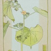 Fløjlsurt - 1915