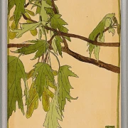 Ahorn - 1915