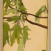 Ahorn - 1915
