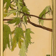 Ahorn - 1915