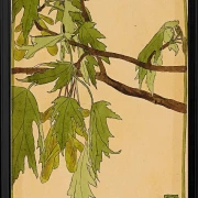 Ahorn - 1915