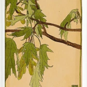 Ahorn - 1915
