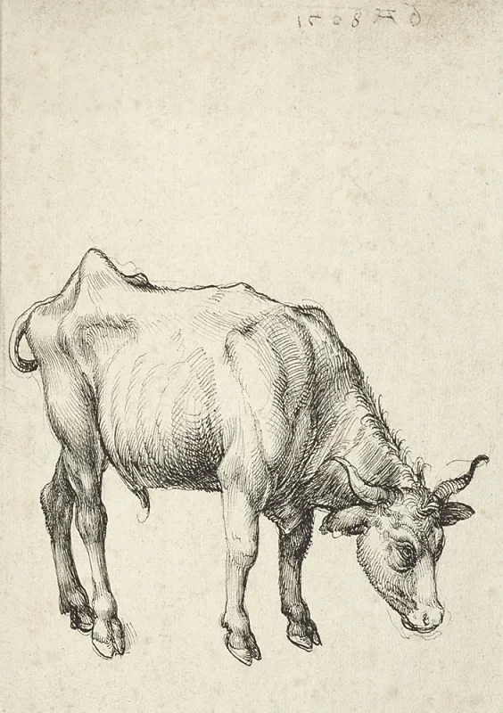 Albrecht Dürer | Junger Bulle - 1496 | Giclée Kunstdruck gerahmt
