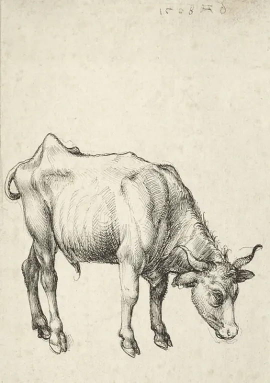 Albrecht Dürer | Junger Bulle - 1496 | Giclée Kunstdruck gerahmt