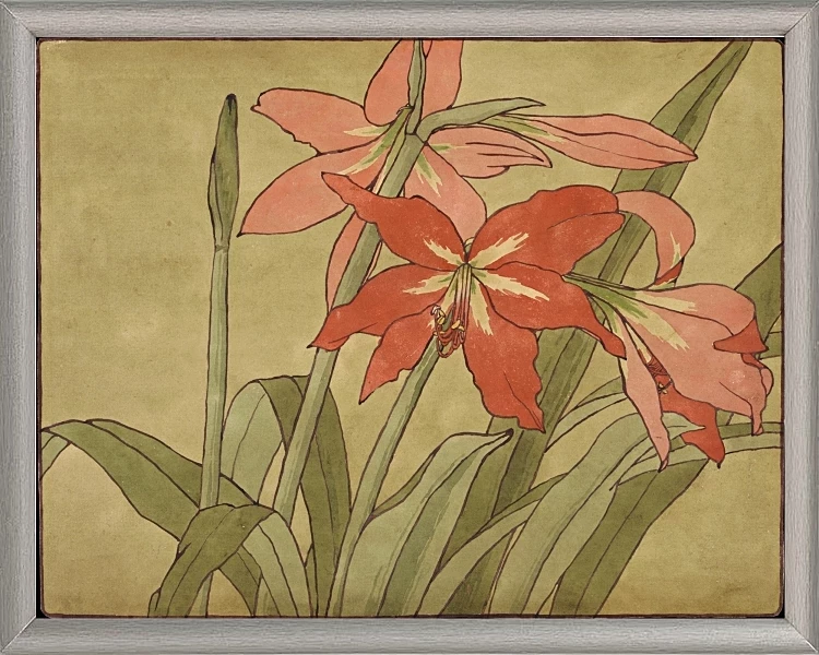 Amaryllis - 1915