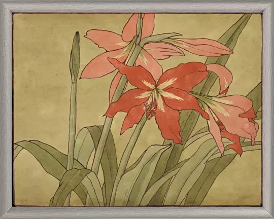 Amaryllis - 1915