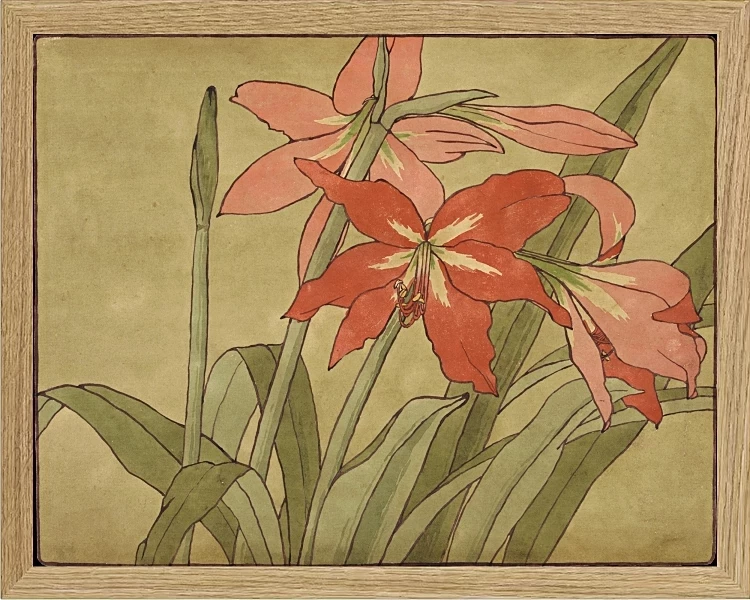 Amaryllis - 1915