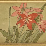 Amaryllis - 1915