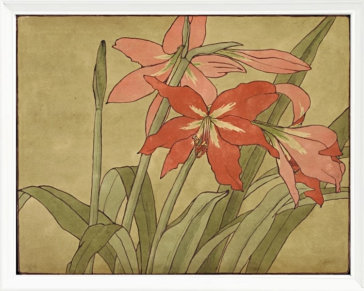 Amaryllis - 1915