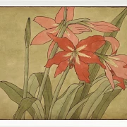 Amaryllis - 1915