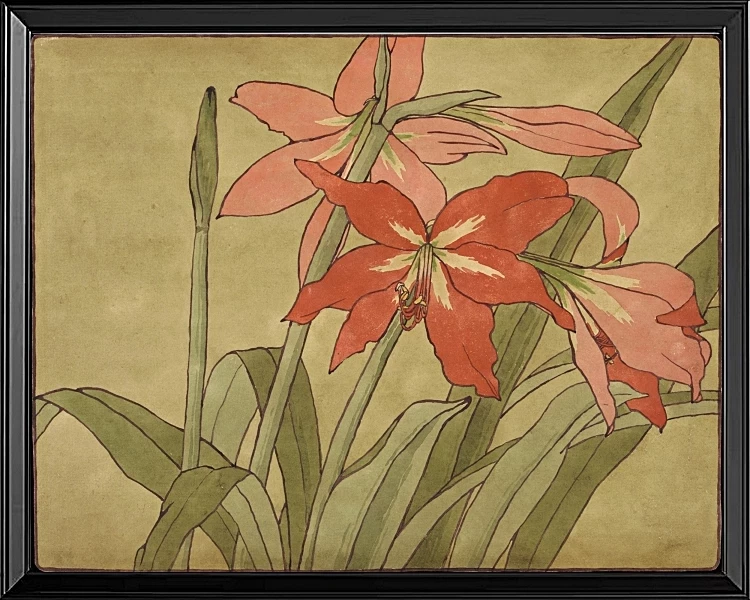 Amaryllis - 1915