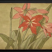 Amaryllis - 1915