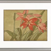 Amaryllis - 1915