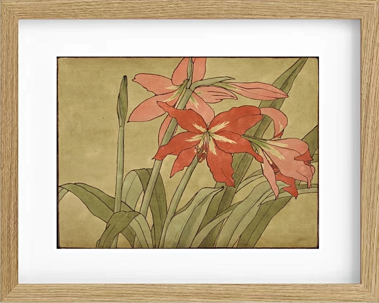 Amaryllis - 1915