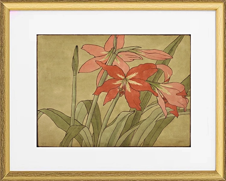 Amaryllis - 1915