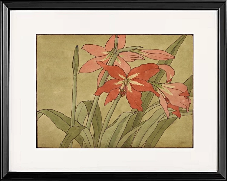 Amaryllis - 1915