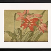 Amaryllis - 1915