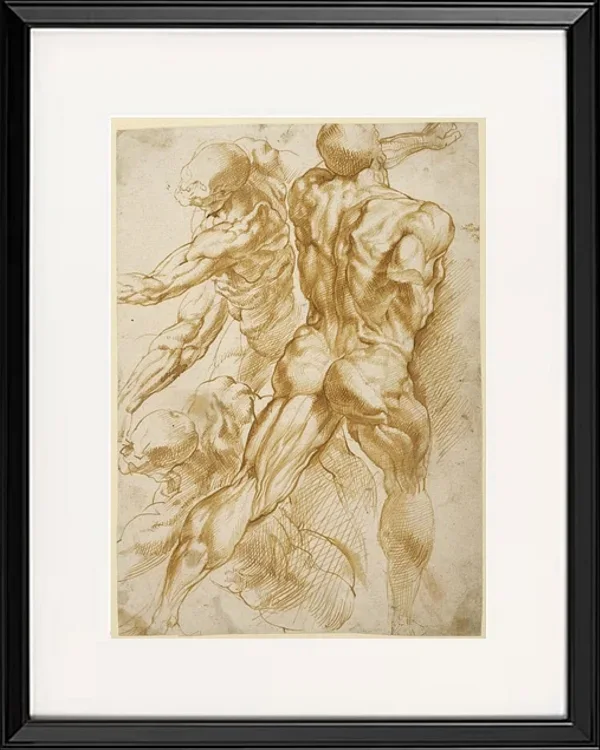 Anatomische Studien - 1605