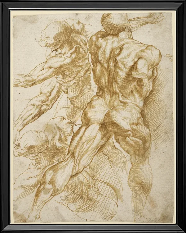 Anatomische Studien - 1605