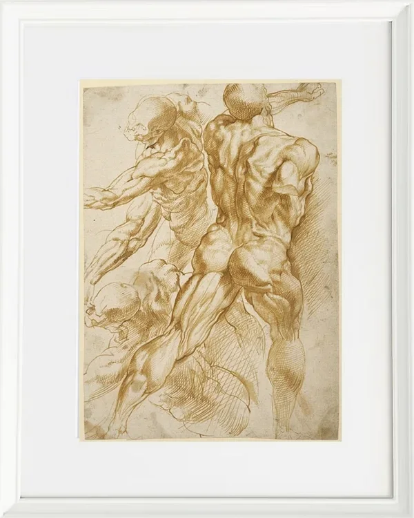 Anatomische Studien - 1605