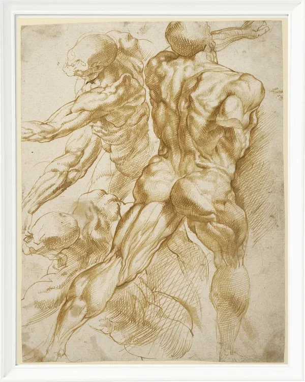 Anatomische Studien - 1605